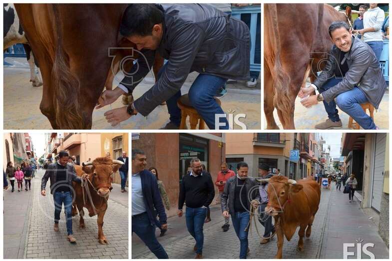 El alcalde Héctor Suárez guía a Rosita por la calle de Juan Diego de la Fuente, tras ordeñarla en la plaza (Foto TA)